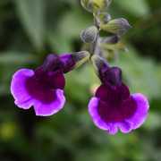 Salvia Blackberry Ripple